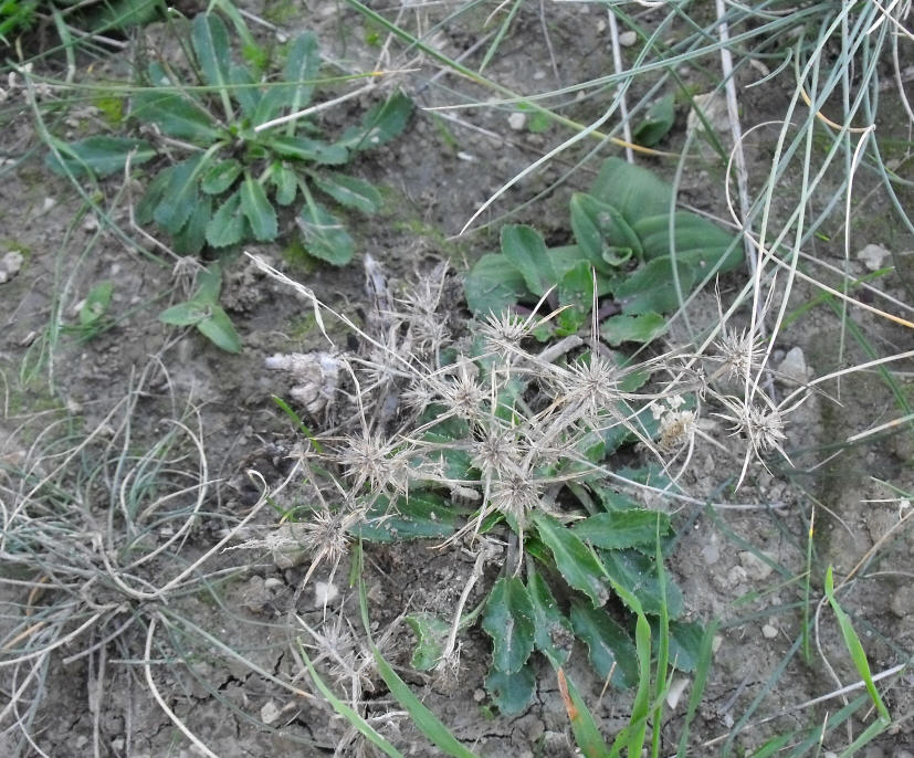 Determinazione 4 - Eryngium dichotomum